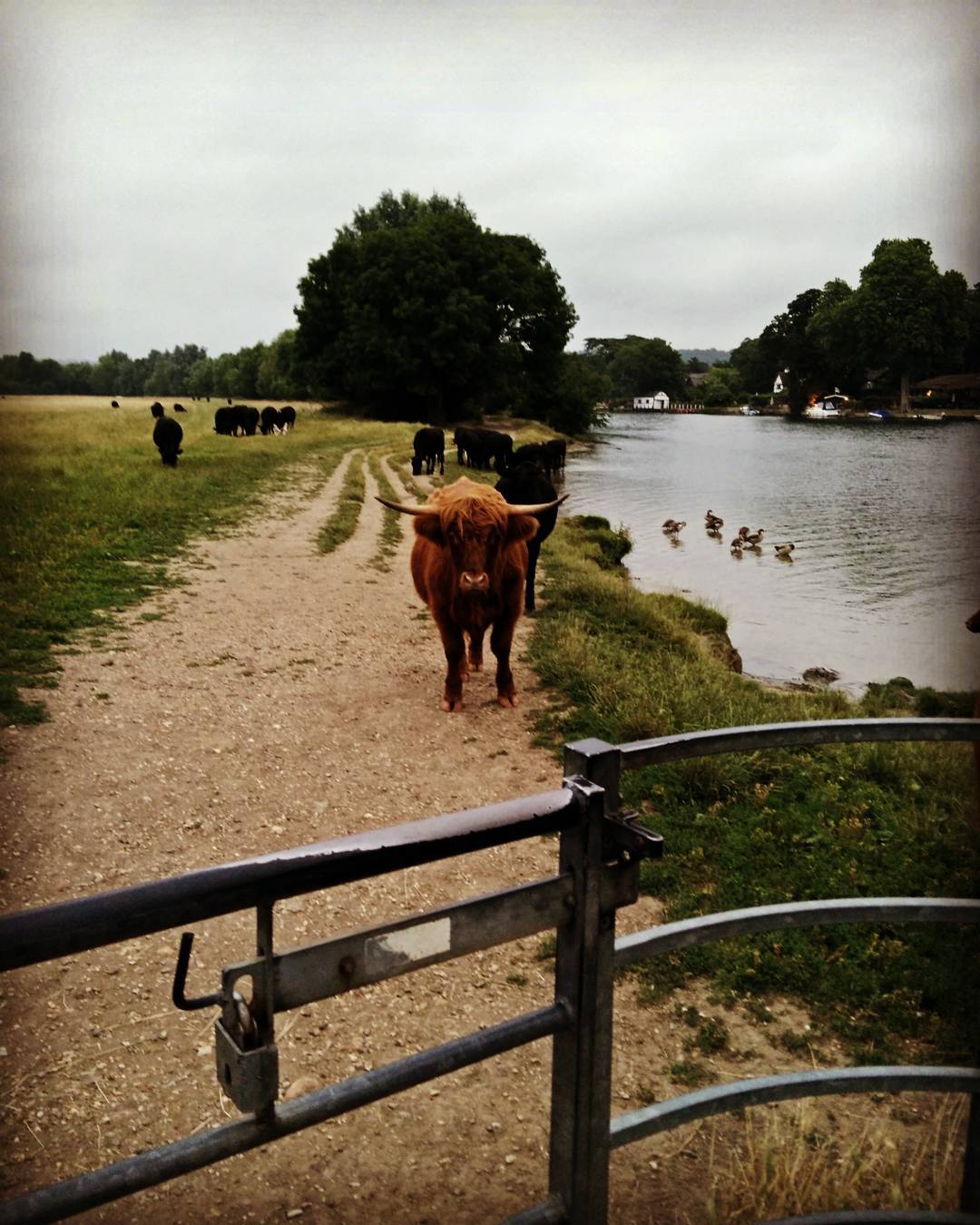#countryside #bull #gonevegan #riverthames #lifeinthoseeyes