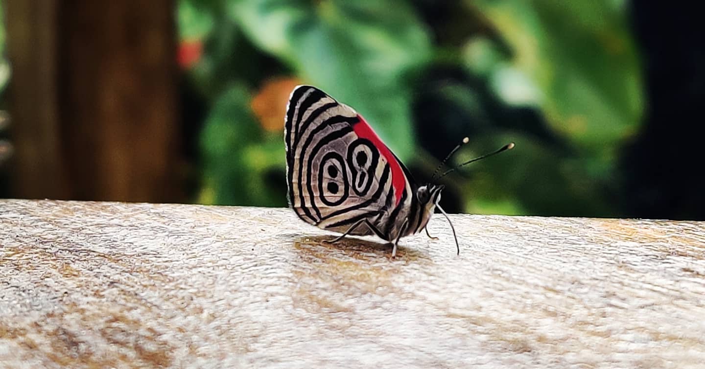 #Newsuit #firstflight 🦋🦋 #butterfly #macrophotography #macro #CoffeeCountry  in the north of the #Andes The source of 'one' of Colombia's most famous global exports. #Salento at the heart of coffee triangle  #Colombiacalling  #Peace #love & #adventures from #colombia #travel #wanderlust #globetrotting #globetrekker #digitalnomad #digitalnomadlife #digitalnomads  #nomadicfirstandforemost #creatingmemories #memories #nomad #countryside #nature  #rollinghills  #escapethecity #garden #naturephotography