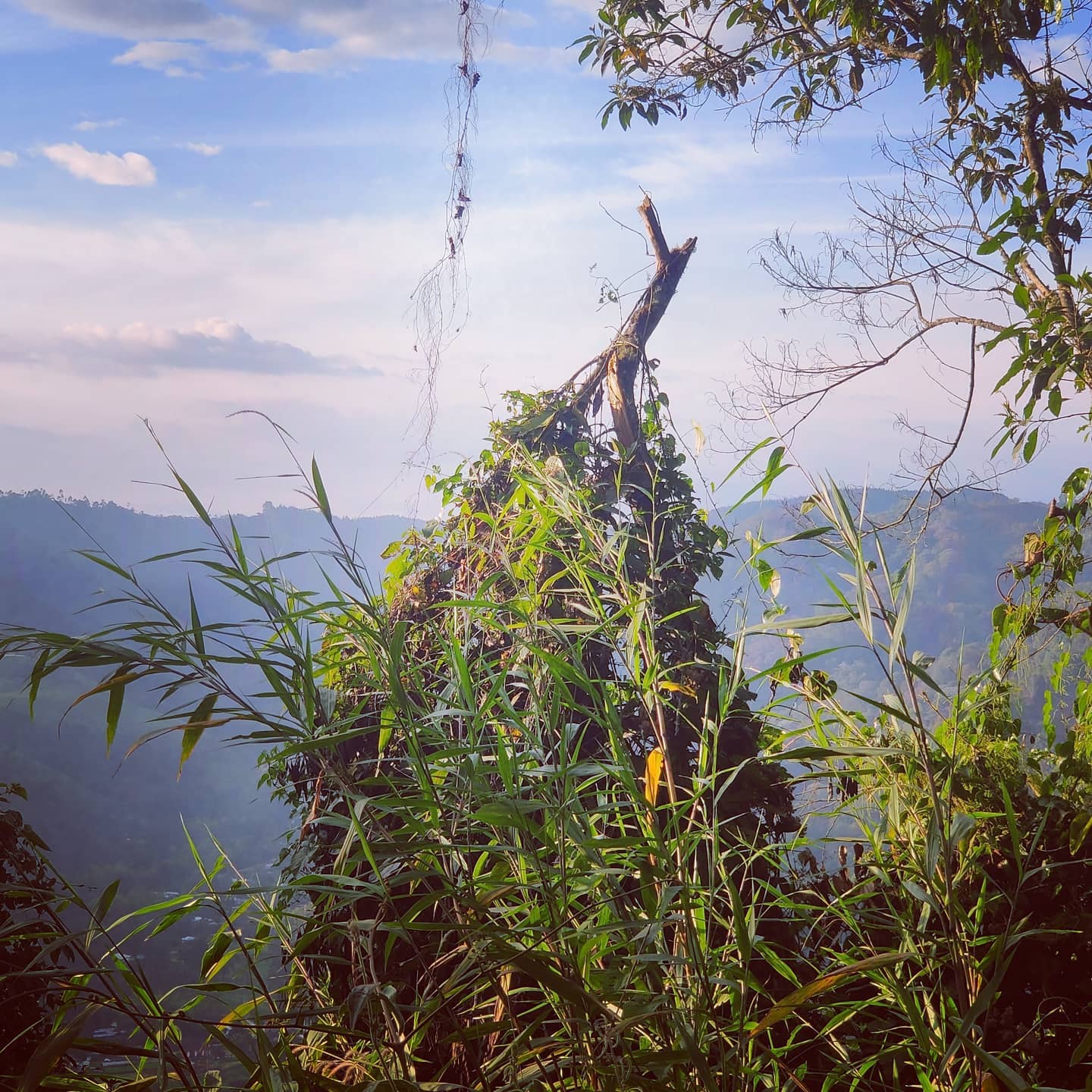 🔄☘️
#salentocolombia

Travel @ www.DigitalNomadAdventure.com

Art, Video & Sounds @ www.Jupistar.com

🇨🇴🇨🇴🇨🇴
Peace love & #adventures from #Colombia #travel #wanderlust #globetrotting #globetrekker #digitalnomad #digitalnomadlife #digitalnomads nomadicfirstandforemost creatingmemoories belikeabutterfly memories vistas

️
#blueskies #sunnydays #sunsets #sunrise

🏞️⛰️
#mountain #mountainview #nature #rollinghills #countryside #escapethecity


comesharetheviews #cocora #cocoravalley Enter the Andes. The department of #Quindio literally meaning #paradise